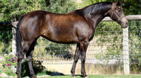 half arabian reining horse for sale