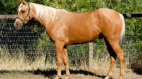 half arabian reining horse for sale