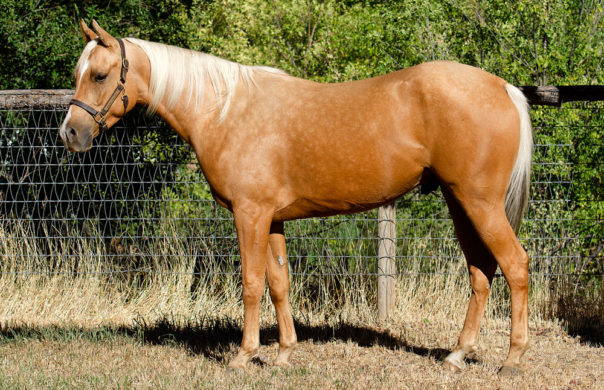 half arabian reining horse for sale