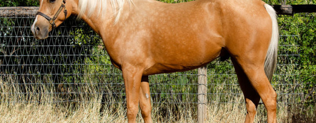 half arabian reining horse for sale