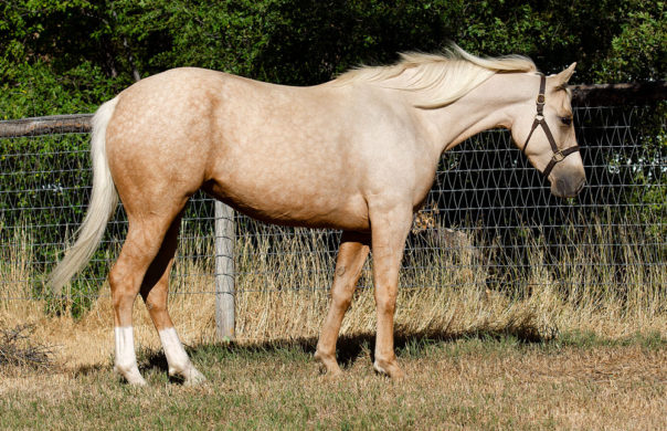 half arabian reining horse for sale