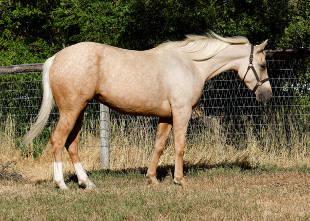half arabian reining horse for sale