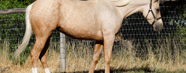 half arabian reining horse for sale