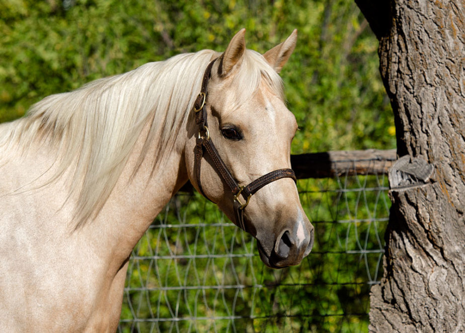 half arabian reining horse for sale