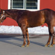 half arabian mare for sale in idaho