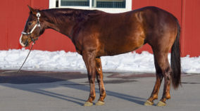 half arabian mare for sale in idaho