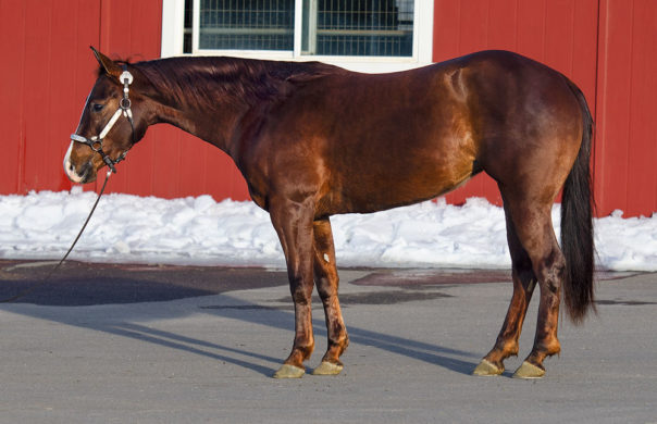 half arabian mare for sale in idaho