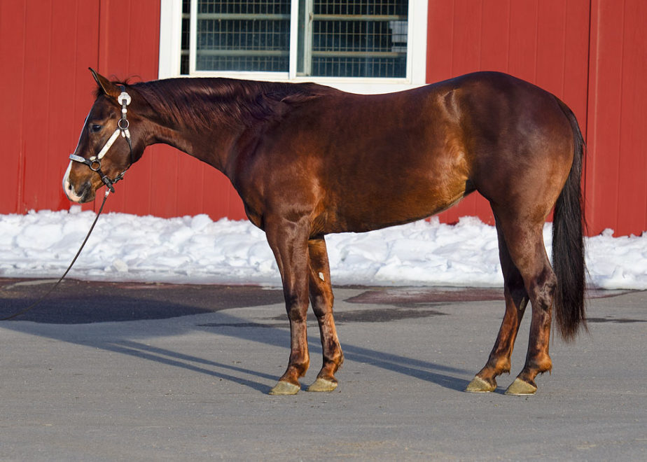 half arabian mare for sale in idaho